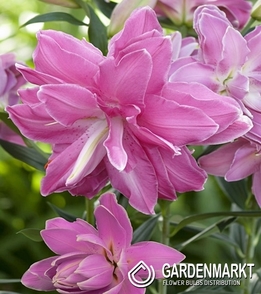 Lilia Orientalna Pełna Lotus Wonder 1 szt.