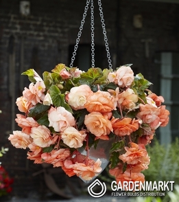 Begonia Odorata Splendide Apricot 1 szt.
