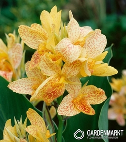 Canna - Kanna Chouchou 1 szt.