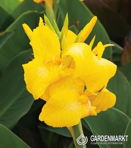 Canna-Kanna Panama 1 szt.