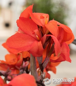 Canna-Kanna Picador 1 szt.