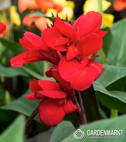 Canna-Kanna Strassbourg 1 szt.