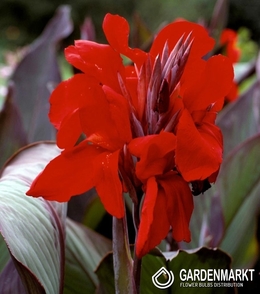 Canna-Kanna Eric Neubert 1 szt.