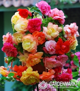 Begonia Splendide Mix 5 szt.