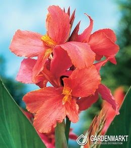 Canna-Kanna City of Portland 1 szt.