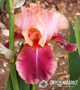 Irys Germanica - Bródkowy Carnaby 1 szt.