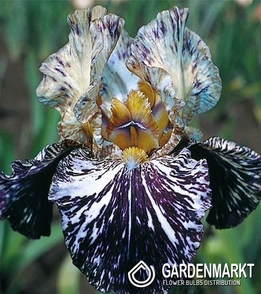 Irys Germanica - Bródkowy In a Flash 1 szt.