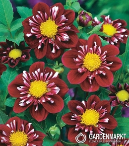 Dalia Impression Fantastico 1 szt.
