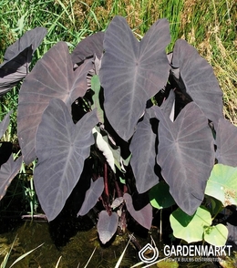 Colocasia Black Magic - Kolokazja 1 szt.