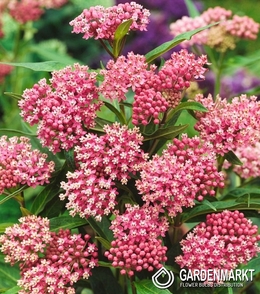 Asclepias Tuberosa - Trojeść Bulwiasta Soulmate 1 szt.