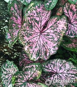 Caladium - Kaladium Florida Elise 1 szt.