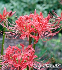 Lycoris Radiata - Lilia Pajęcza Czerwona 1 szt.