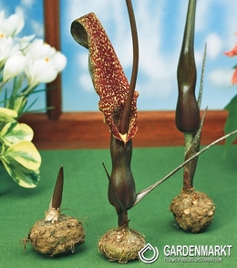 Sauromatum Venosum Pałczycha Kroplista 1 szt.