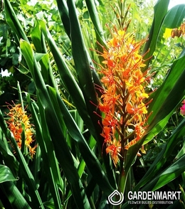 Hedychium Aurantiacum - Wianecznik Pomarańczowy 1 szt.