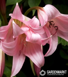 Crinum Powellii - Krinum Różowe 1 szt.