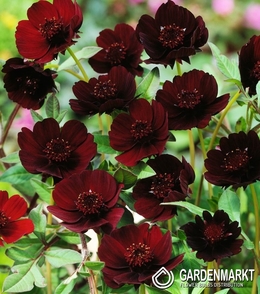 Cosmos Atrosanguineus - Kosmos Czekoladowy 1 szt.