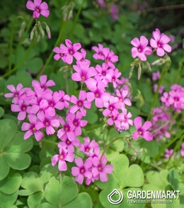 Oxalis Rubra - Szczawik 3 szt.