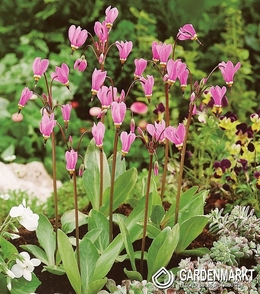 Dodecatheon Pulchellum - Bożykwiat Red Wings 1 szt.