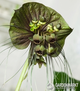 Tacca Green Isle - Kwiat Nietoperz 1 szt.