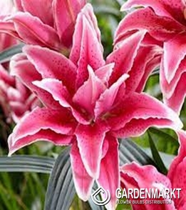 Lilia Pełna Roselily Doria 1 szt.