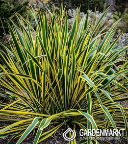 Yucca Filamentosa-Bright Edge1 szt.