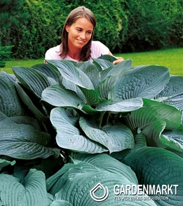 Hosta - Funkia T-Rex 1 szt.