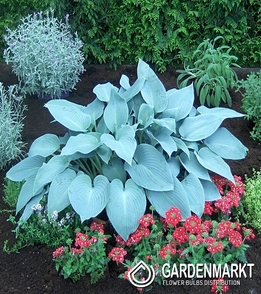 Hosta - Funkia Blue Cadet 1 szt.