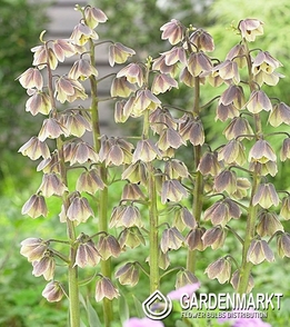 Fritillaria - Szachownica Green Dreams 1 szt.