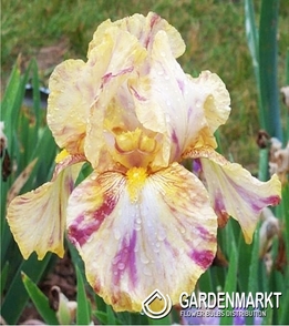 Irys Germanica - Bródkowy Autumn Years 1 szt.