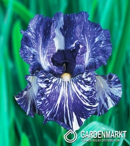 Irys Germanica - Bródkowy Batik 1 szt.