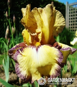 Irys Germanica - Bródkowy Bullwinkle 1 szt.