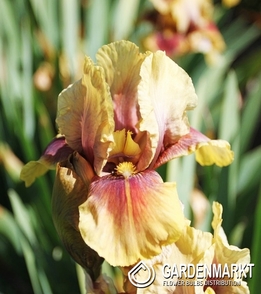 Irys Germanica - Bródkowy Oklahoma Bandit 1 szt.