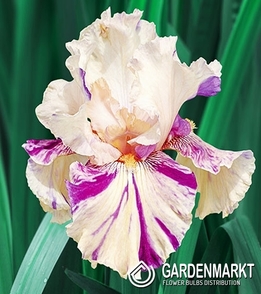 Irys Germanica - Bródkowy Peach Jam 1 szt.