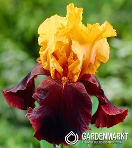 Irys Germanica - Bródkowy Supreme Sultan 1 szt.