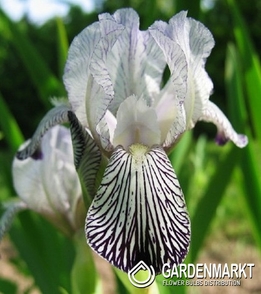 Irys Germanica - Bródkowy Variegata Reginae 1 szt.
