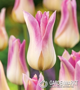Tulipan Liliokształtny Elegant Lady 5 szt.