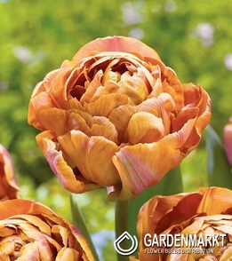 Tulipan Pełny Garden Flevor 5 szt.