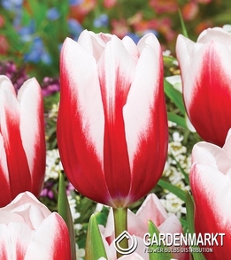 Tulipan Triumph Timeless 5 szt.