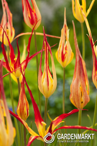 Tulipan Acuminata 5 szt.