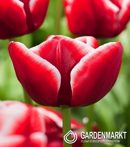 Tulipan Triumph Armani 5 szt.
