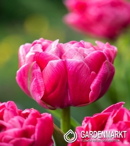 Tulipan Pełny Aveyron 5 szt.
