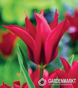 Tulipan Viridiflora Doll's Minuet 5 szt.