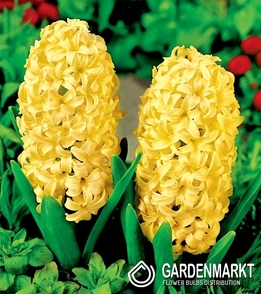 Hiacynt na kg Żółty 1 kg