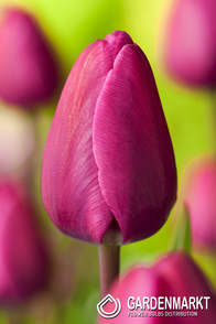 Tulipan Triumph Negrita  5 szt.