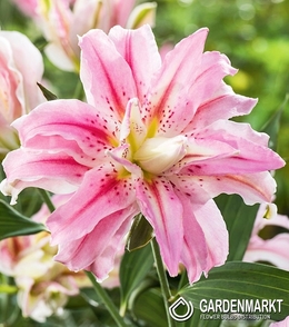 Lilia Orientalna Sweet Rosy 1 szt.
