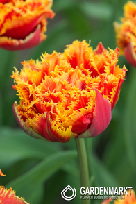 Tulipan Pełny Gold Dust 5 szt.