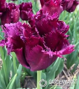 Tulipan Strzępiasty Gorilla 5 szt.