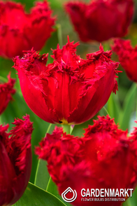 Tulipan Strzępiasty Pacific Pearl 5 szt.