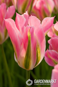Tulipan Viridiflora Virichic 5 szt.