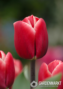 Tulipan Triumph Kung Fu 5 szt.